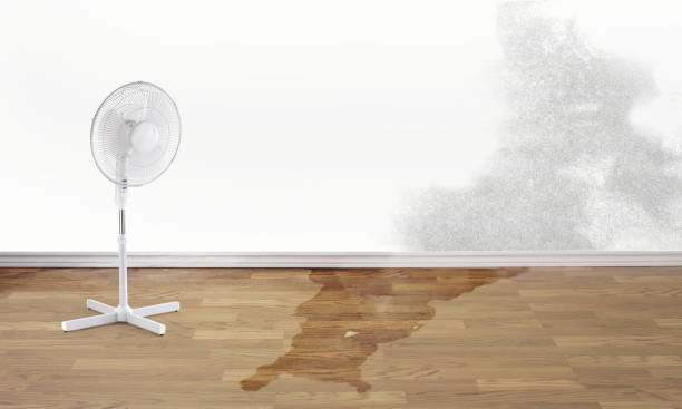 Best Professional water damage repair  in Goldstream, AK